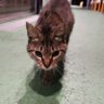 Taka74061944's profile picture. 177cm 62kg。フットサル好きなITエンジニアです。ガリガリというより細マッチョみたいな感じてす

東京・横浜拠点のノマッドワーカー。pjさん、定期の方を見つけたい