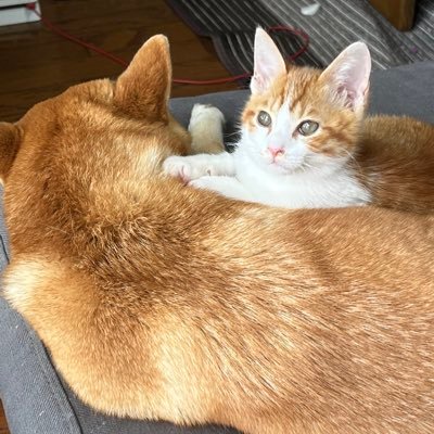 衰弱した野良の子猫を保護して一年になります🥰名前はキキ君😸我が家に来てくれて毎日家族全員に癒やしをプレゼントしてくれてます😻💓❣️