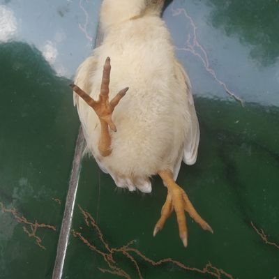 PupukBersubsid's profile picture. suka membaca tapi bukan perasaan
