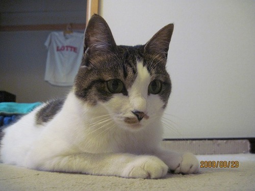 nakano1970's profile picture. 