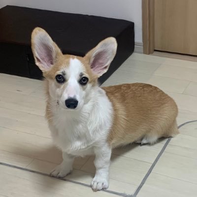 CorgiMog's profile picture. 名前:モグ。犬種:ウェルシュ・コーギー・ペンブローク。性別:メス。年齢:3歳になりました！毛色:(一応)セーブル。性格:マイペース。 コギ友欲しいです！勝手にフォローすみませんm(_ _)m