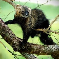 PennantiMartes's profile picture. “all is vanity and vexation of spirit” | occasional learner of things 📚 | seeking a place to lay my head