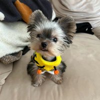 shimi an (@an_shimi) 's Twitter Profile