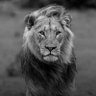 peterndubueze1's profile picture. 