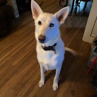 Garyharc (@garyharc1) 's Twitter Profile