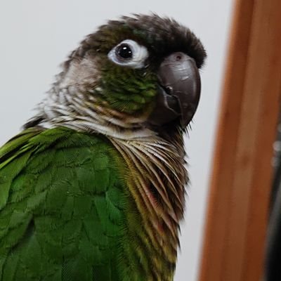mokpop's profile picture. 熊本出身、福岡在住だけど、しばらく浦安
ﾗｸﾞﾋﾞｰ、ﾌｨｷﾞｭｱｽｹｰﾄ好き。
水泳、ｲﾝｺ好き。
ﾚｯﾄﾞｽﾊﾟｰｸｽ、ｻﾆｯｸｽﾌﾞﾙｰｽずっと好き。
ﾙﾘｰﾛ、ｷｭｰﾃﾞﾝ全力応援！
Rebecca何時までも最高
好みはYM2203 （×2）
時分秒（F5F6F7）は計算して書き込め