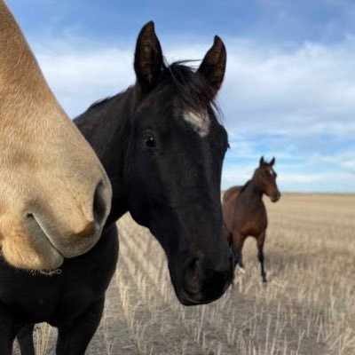 koopschwa's profile picture. 