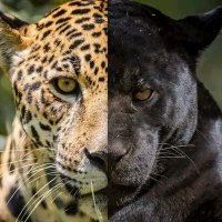 SimpleMan (@man_a_simple) 's Twitter Profile