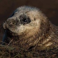 Mark Bentley/Pebblemonkey photography📷 (@markbbentley) 's Twitter Profile