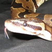Scorpiotrucker1 (@scorpiotrucker4) 's Twitter Profile