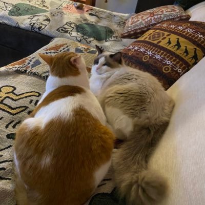 lowerclassbb's profile picture. 