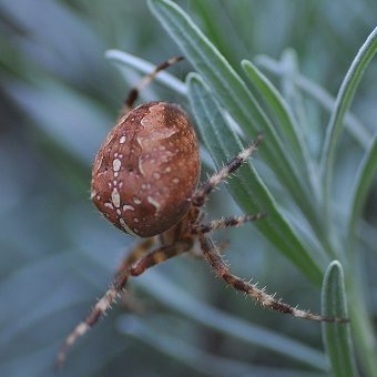 Substances naturelles issues de venins, plantes; pharmacologie, toxinologie, photo, arachnides