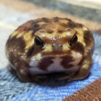 ただのヒキガエルバカです🐸