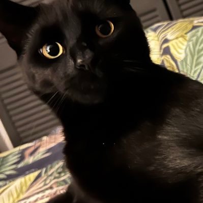 LanaLandsberg's profile picture. 