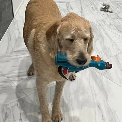 VyralAntidote's profile picture. Goku is number one 🫡