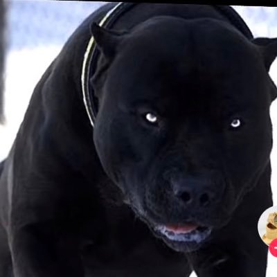 latinkinggg's profile picture. I DONT MIND MAKING JOKES, BUT I DONT WANT TO LOOK LIKE ONE.