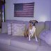 🇺🇲 BoxerMom 🇺🇲 (@godgunsanddogs) Twitter profile photo 🇺🇲 BoxerMom 🇺🇲 (@godgunsanddogs) Twitter profile photo