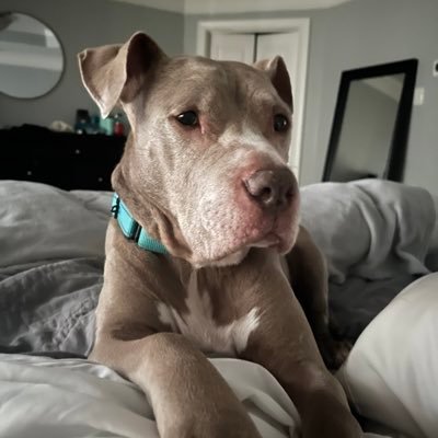 StaceyBelding's profile picture. 