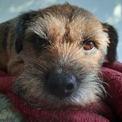 Gloria | Border terrier | Cute, occasionally feisty | Loves travel & snacks | Swallow chaser | #BTposse