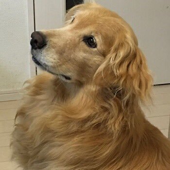 しるしるさんのプロフィール画像