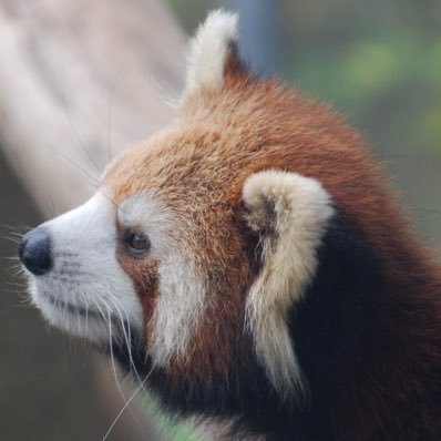 高専と専攻科とJAISTを出てレッサーパンダの写真を撮っています