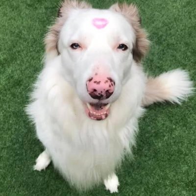 Red Merle Border Collie with a nose to boop! Named after the iconic Nile Rodgers! Now joined by Dusty. Old Girl is @ACBMK Older brothers Dylan & Otis now OTRB🌈