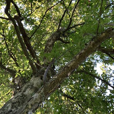 devadasey's profile picture. 