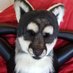 Fleece Raccoon (@spandexraccoon) Twitter profile photo Fleece Raccoon (@spandexraccoon) Twitter profile photo