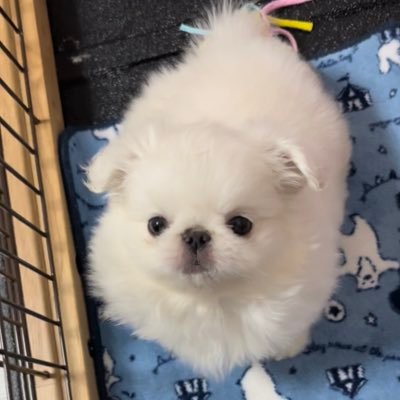 ペキニーズのちゃーんです🐶現在1歳9ヶ月♀よろしくお願いします🙇‍♀️犬好きな方フォローお願いします😊 TikTok→popochan192