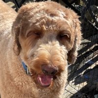 Kodi Doodle (@doodlekodi) 's Twitter Profile
