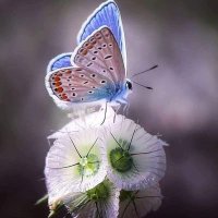 Blue Butterfly 🦋🌹(@bluebutterflyyl) 's Twitter Profile Photo