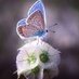 Blue Butterfly 🦋🌹 (@bluebutterflyyl) Twitter profile photo