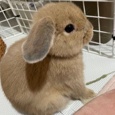 momo2022422's profile picture. 4羽🐰の女の子🎀ママです😊 ももちゃん→ホーランド2022.4.22生まれ🐰 ここちゃん→ネザー2022.10.25生まれ🐰2024.3.18🌈 るるちゃん→ロップ2024.1.23生まれ🐰 むうちゃん→ネザー2024.8.9生まれ🐰 宜しくお願いします🙇‍♀️