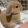 momo2022422's profile picture. 4羽🐰の女の子🎀ママです😊 ももちゃん→ホーランド2022.4.22生まれ🐰 ここちゃん→ネザー2022.10.25生まれ🐰2024.3.18🌈 るるちゃん→ロップ2024.1.23生まれ🐰 むうちゃん→ネザー2024.8.9生まれ🐰 宜しくお願いします🙇‍♀️