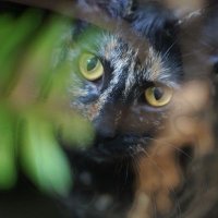 BalerionTheCat (@balerionthecat) 's Twitter Profile