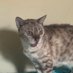 Catlover (@catlover2398) Twitter profile photo Catlover (@catlover2398) Twitter profile photo