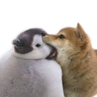 Mana (@hazuki03817504) 's Twitter Profile