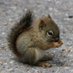 babysquirrels (@babysquirrels2) Twitter profile photo