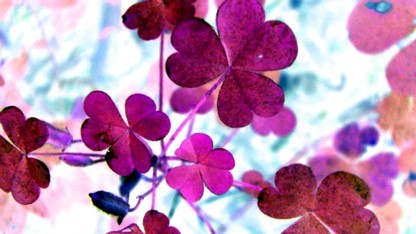 RubyCloverArt's profile picture. Genealogist🧬 | Artist 🎨| Perfumer🧪
Rooted in Chicago’s south side since 1840

Visit my Etsy shop for colorful Ireland Photography & Mixed Media Art