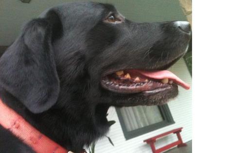 Fisheries professional and  academic - Uses twitter as a tool to evaluate political, weather and science news - I am not a black lab but I strive to be as happy