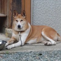 YUKA@推しと犬と亀ぐらし⚙️(@Asamikotoe) 's Twitter Profile Photo