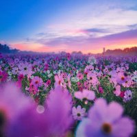 月よみ (@dream_in65) 's Twitter Profile Photo