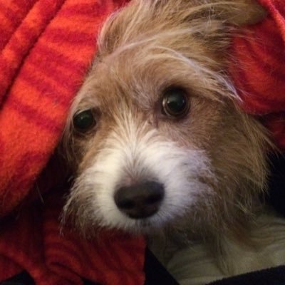 JayGitomer1's profile picture. 