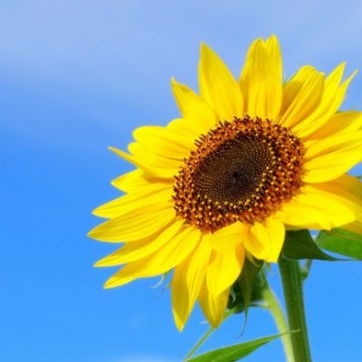 hisashiki1's profile picture. Only one is No.1.