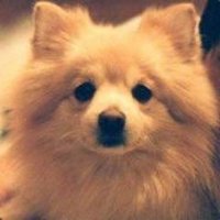 Rodrigo Molinsky (@rodrigomolinsky) 's Twitter Profile Photo Rodrigo Molinsky (@rodrigomolinsky) 's Twitter Profile Photo