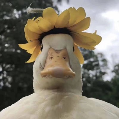 ZhaoJunPeng557's profile picture. Try to live