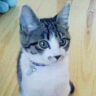 会計事務所でひとり情シスやってます / 元SE / kintone好き / 猫飼い / 好きな本は『具体と抽象』『世界は贈与でできている』
