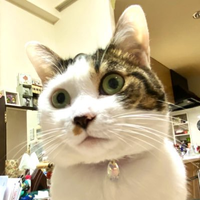 シスコーン (@ciscorn5) 's Twitter Profile