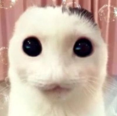 Tom96336671's profile picture. New account: @Tom39847385