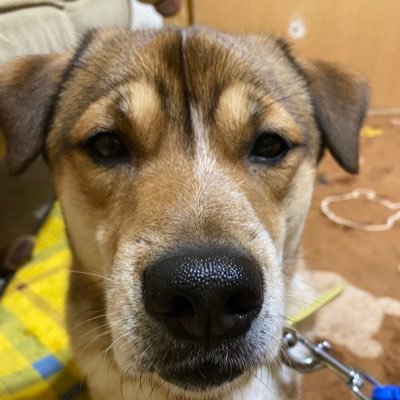 どないなってるん ってことばかりおきる        ワンコ4匹溺愛中🐕犬も猫も大好きで皆さんの投稿を楽しみに見させてもらってます❤️ありがとうございます😊